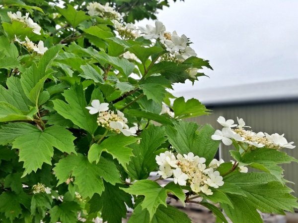 Viburnum opulus Schneeball